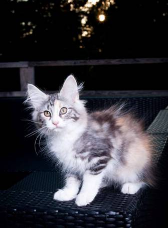 20100722_j-kull_22jul2010_002