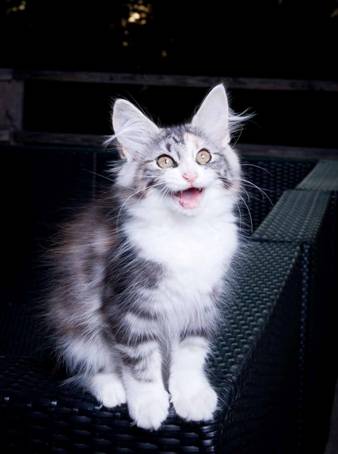 20100722_j-kull_22jul2010_011