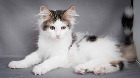 20100722_j-kull_22jul2010_023