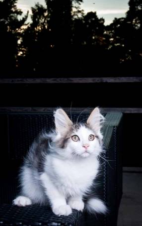 20100722_j-kull_22jul2010_020