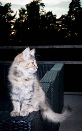 20100722_j-kull_22jul2010_017