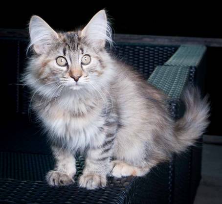 20100722_j-kull_22jul2010_015