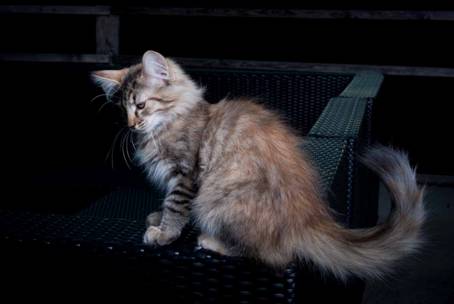 20100722_j-kull_22jul2010_013