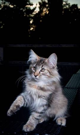 20100722_j-kull_22jul2010_012