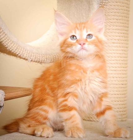 Description: Description: J:\Pictures\K-kull\K-kull_10_weeks\20110113_K-Kull_10_weeks_0005.jpg