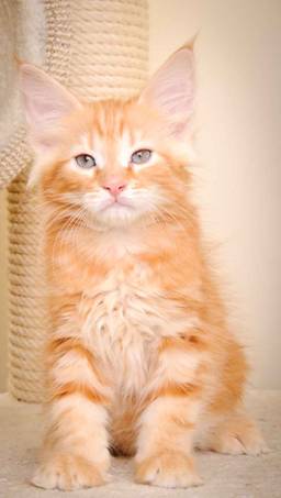 Description: Description: J:\Pictures\K-kull\K-kull_10_weeks\20110113_K-Kull_10_weeks_0004.jpg