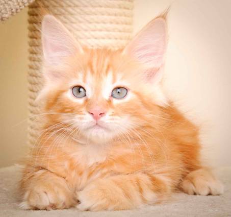 Description: Description: J:\Pictures\K-kull\K-kull_10_weeks\20110113_K-Kull_10_weeks_0009.jpg