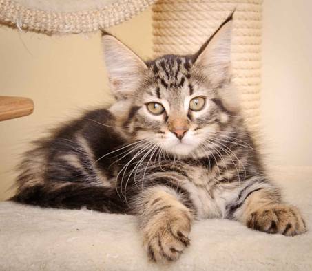 Description: Description: J:\Pictures\K-kull\K-kull_10_weeks\20110113_K-Kull_10_weeks_0025.jpg