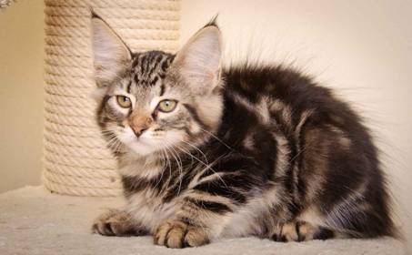 Description: Description: J:\Pictures\K-kull\K-kull_10_weeks\20110113_K-Kull_10_weeks_0026.jpg