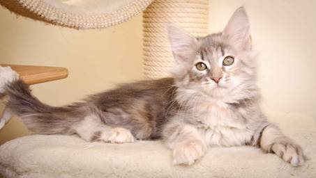 Description: Description: J:\Pictures\K-kull\K-kull_10_weeks\20110113_K-Kull_10_weeks_0038.jpg