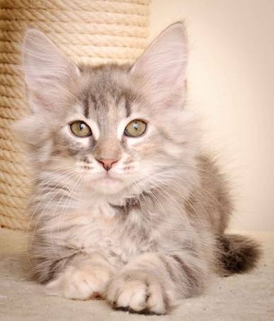 Description: Description: J:\Pictures\K-kull\K-kull_10_weeks\20110113_K-Kull_10_weeks_0034.jpg