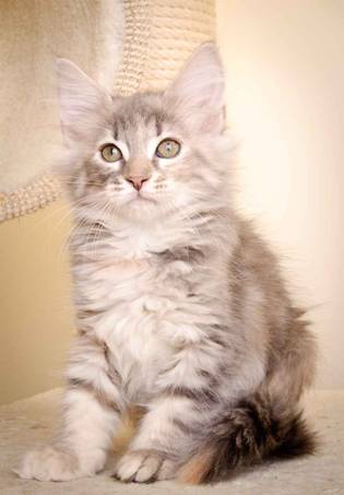 Description: Description: J:\Pictures\K-kull\K-kull_10_weeks\20110113_K-Kull_10_weeks_0044.jpg