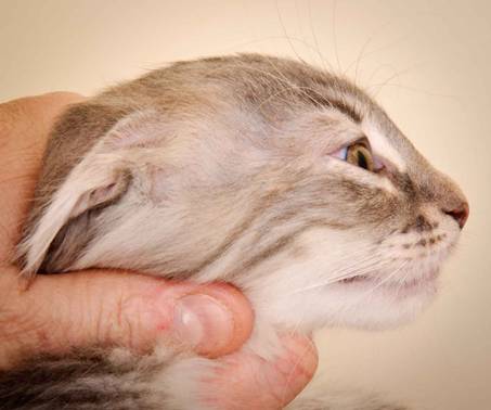 Description: Description: J:\Pictures\K-kull\K-kull_10_weeks\20110113_K-Kull_10_weeks_0131.jpg