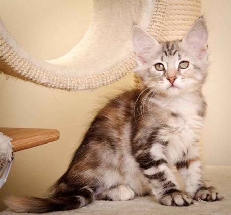 Description: Description: J:\Pictures\K-kull\K-kull_10_weeks\20110113_K-Kull_10_weeks_0055.jpg