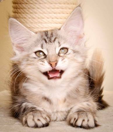 Description: Description: J:\Pictures\K-kull\K-kull_10_weeks\20110113_K-Kull_10_weeks_0052.jpg