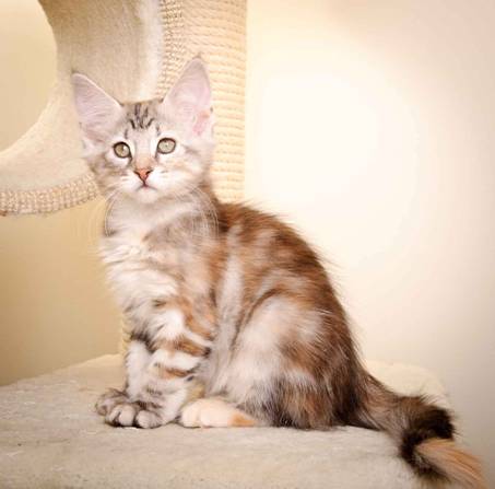 Description: Description: J:\Pictures\K-kull\K-kull_10_weeks\20110113_K-Kull_10_weeks_0061.jpg