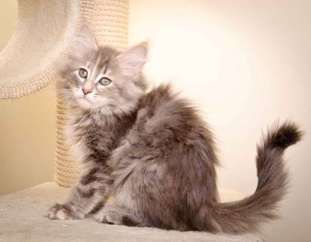 Description: Description: J:\Pictures\K-kull\K-kull_10_weeks\20110113_K-Kull_10_weeks_0070.jpg