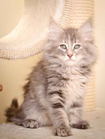 Description: Description: J:\Pictures\K-kull\K-kull_10_weeks\20110113_K-Kull_10_weeks_0064.jpg