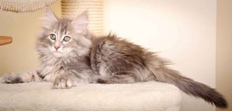 Description: Description: J:\Pictures\K-kull\K-kull_10_weeks\20110113_K-Kull_10_weeks_0076.jpg