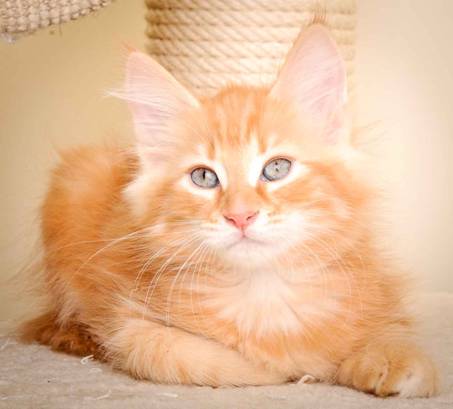 Description: Description: J:\Pictures\K-kull\K-kull_10_weeks\20110113_K-Kull_10_weeks_0090.jpg