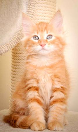 Description: Description: J:\Pictures\K-kull\K-kull_10_weeks\20110113_K-Kull_10_weeks_0083.jpg