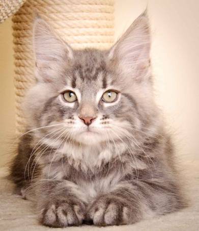 Description: Description: J:\Pictures\K-kull\K-kull_10_weeks\20110113_K-Kull_10_weeks_0097-2.jpg