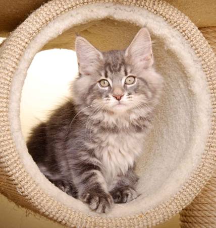 Description: Description: J:\Pictures\K-kull\K-kull_10_weeks\20110113_K-Kull_10_weeks_0108-2.jpg