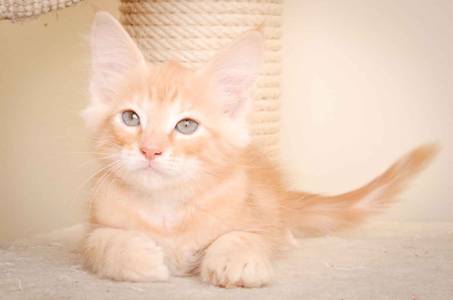 Description: Description: J:\Pictures\K-kull\K-kull_10_weeks\20110113_K-Kull_10_weeks_0125.jpg