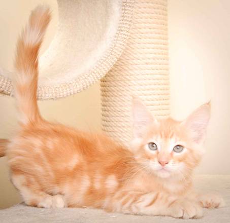 Description: J:\Pictures\K-kull\K-kull_10_weeks\20110113_K-Kull_10_weeks_0114.jpg