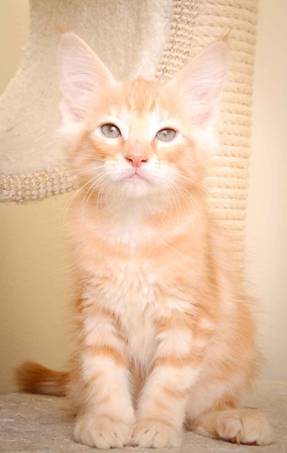 Description: Description: J:\Pictures\K-kull\K-kull_10_weeks\20110113_K-Kull_10_weeks_0112.jpg