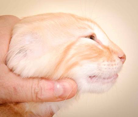 Description: Description: J:\Pictures\K-kull\K-kull_10_weeks\20110113_K-Kull_10_weeks_0129.jpg