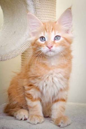 Description: J:\Pictures\K-kull\K-kull_11_weeks\20110117_K-kull_11_weeks_0015.jpg