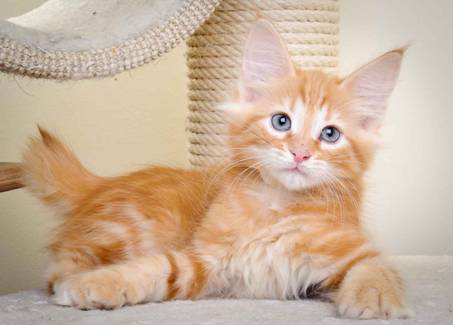 Description: J:\Pictures\K-kull\K-kull_11_weeks\20110117_K-kull_11_weeks_0018.jpg