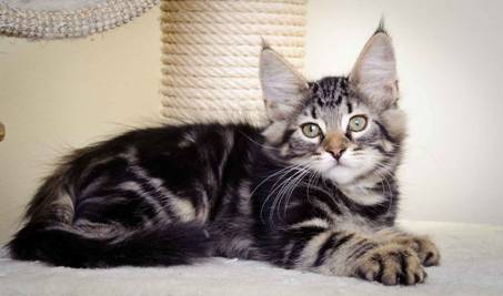 Description: J:\Pictures\K-kull\K-kull_11_weeks\20110117_K-kull_11_weeks_0026.jpg