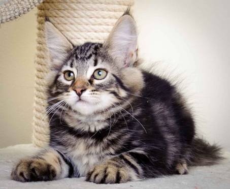 Description: J:\Pictures\K-kull\K-kull_11_weeks\20110117_K-kull_11_weeks_0021.jpg