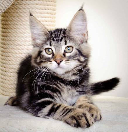 Description: J:\Pictures\K-kull\K-kull_11_weeks\20110117_K-kull_11_weeks_0032.jpg