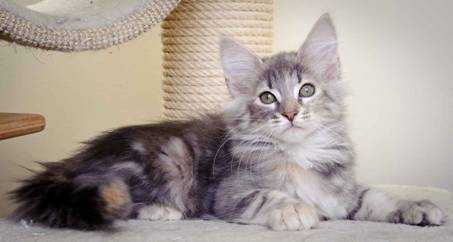 Description: J:\Pictures\K-kull\K-kull_11_weeks\20110117_K-kull_11_weeks_0044.jpg