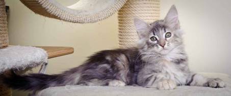 Description: J:\Pictures\K-kull\K-kull_11_weeks\20110117_K-kull_11_weeks_0043.jpg