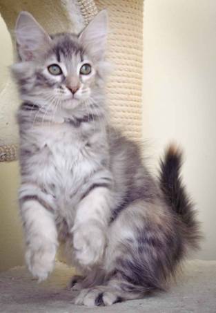 Description: J:\Pictures\K-kull\K-kull_11_weeks\20110117_K-kull_11_weeks_0036.jpg