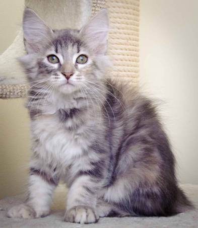 Description: J:\Pictures\K-kull\K-kull_11_weeks\20110117_K-kull_11_weeks_0035.jpg