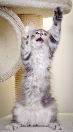 Description: J:\Pictures\K-kull\K-kull_11_weeks\20110117_K-kull_11_weeks_0046.jpg