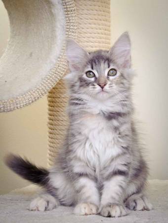 Description: J:\Pictures\K-kull\K-kull_11_weeks\20110117_K-kull_11_weeks_0047.jpg