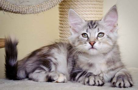 Description: J:\Pictures\K-kull\K-kull_11_weeks\20110117_K-kull_11_weeks_0057.jpg