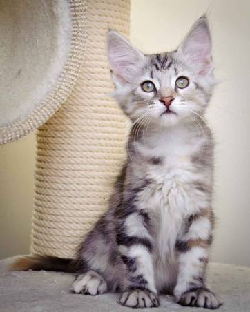 Description: J:\Pictures\K-kull\K-kull_11_weeks\20110117_K-kull_11_weeks_0054.jpg