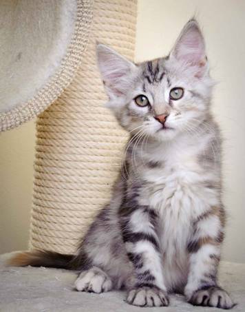 Description: J:\Pictures\K-kull\K-kull_11_weeks\20110117_K-kull_11_weeks_0053.jpg