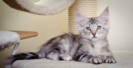 Description: J:\Pictures\K-kull\K-kull_11_weeks\20110117_K-kull_11_weeks_0059.jpg