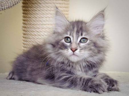 Description: J:\Pictures\K-kull\K-kull_11_weeks\20110117_K-kull_11_weeks_0070.jpg