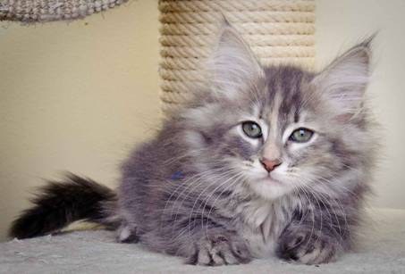 Description: J:\Pictures\K-kull\K-kull_11_weeks\20110117_K-kull_11_weeks_0066.jpg