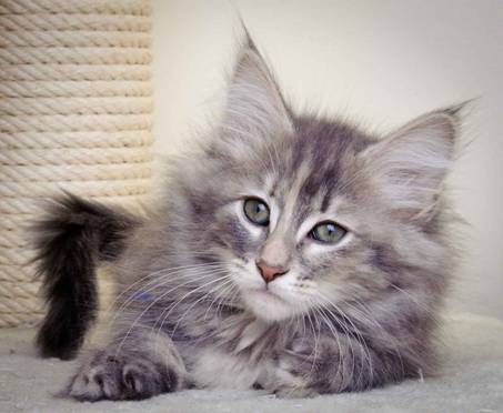 Description: J:\Pictures\K-kull\K-kull_11_weeks\20110117_K-kull_11_weeks_0063.jpg