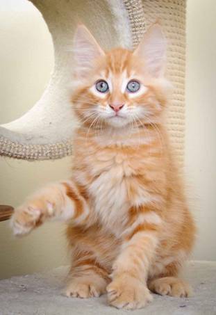 Description: J:\Pictures\K-kull\K-kull_11_weeks\20110117_K-kull_11_weeks_0086.jpg